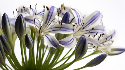 Agapanthus praecox, Lily of the Nile, or African lily  isolated on white background. Close-up shot.