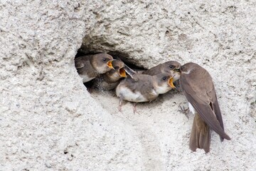 Sand martin on the west coast in Sweden - 619054220