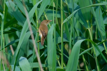 Sedge warbler in the reed