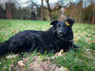 Selective focus of cute black dog with a flower behind the ear lying down on the grass 