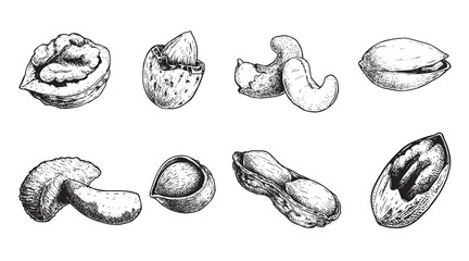 Different nuts set. Sketch style hand drawn nuts with nutshells. Walnut, pistachio, cashew, almond, peanut, hazelnut, Brazil nut and pecan. Vector illustrations. Organic food.