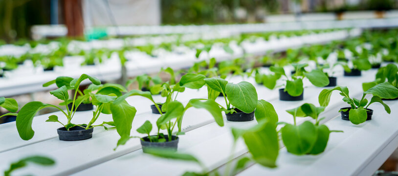 Racks with young microgreens in pots at hydroponics farms.