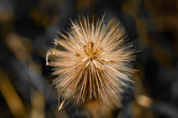 flower or dandelion in the wind