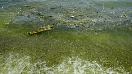 In Black Sea Blue-green algae blooms, water in Odessa has become freshwater and green color. Environmental disaster caused by explosion of Kakhovka Hydroelectric Power Plant dam, Ukraine