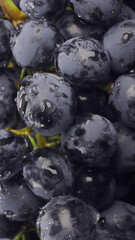 Bunch of ripe juicy grapes with drops of water, Clode up