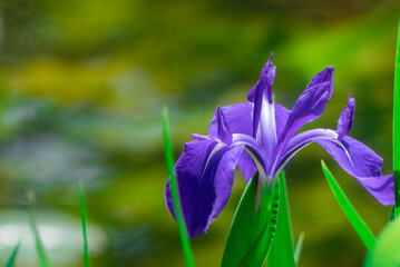 池に咲く美しい紫色のカキツバタ