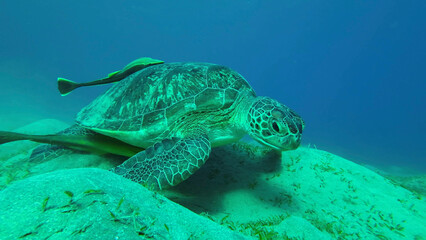 Obraz premium Close up of Sea turtle grazing on the seaseabed, slow motion. Great Green Sea Turtle (Chelonia mydas) eating green algae on seagrass meadow, Red sea, Egypt