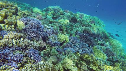 Colorful coral reef with tropical fish on a bright sunny day, Red sea, Egypt