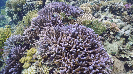 Fototapeta na wymiar Multicolored coral reef in shallow water on sunny day, Close up of coral reef on sunny day, colorful tropical fish swim around the reef, Red sea, Egypt