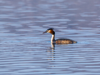 Beautiful nature scene with Great Crested Grebe (Podiceps cristatus). Great Crested Grebe (Podiceps cristatus) in the nature habitat.