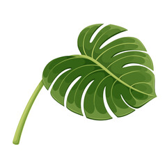 Monstera leaf vector illustration. Cartoon isolated exotic plant of tropical jungle, beach or garden in tropics, natural green leaf on stem, wild and decorative floral branch and vacation symbol