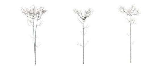 isolated cutout tree populus in 3 different variation, daylight, summer season, best use for landscape design, and post pro render