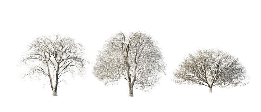 isolated cutout tree aesculus in 3 different variation, daylight, summer season, best use for landscape design, and post pro render