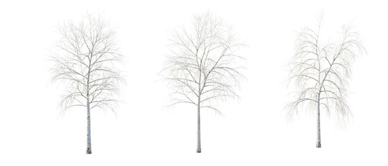 isolated cutout tree betula in 3 different variation, daylight, summer season, best use for landscape design, and post pro render