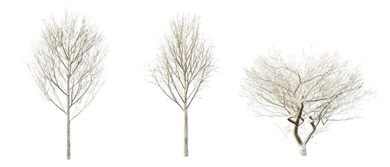 isolated cutout tree fraxinus in 3 different variation, daylight, summer season, best use for landscape design, and post pro render