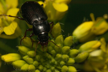 bug on a leaf