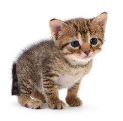 Kitten on white background.