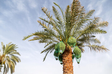 Unripe dates on a tall palm tree in Al Ain Oasis