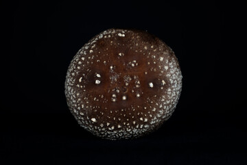 studio detail of a single shiitake mushroom (Lentinula edodes)
