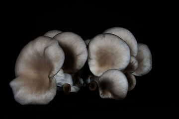 the grey oyster mushroom (Pleurotus ostreatus)  in the studio with a black background 
