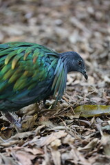 nicobar pigeon