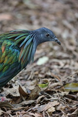 nicobar pigeon
