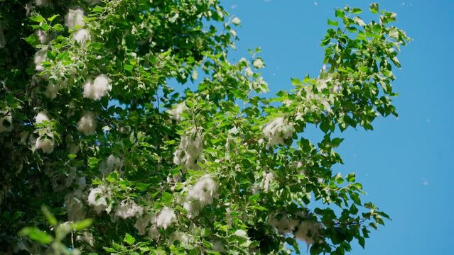 4k, poplar branches covered with poplar fluff, a strong allergen