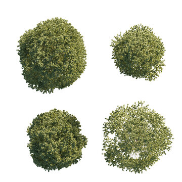 isolated tilla tree from top view, best use for architecture plan design,best use for landscape design.