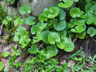 pennywort aka Centella asiatica