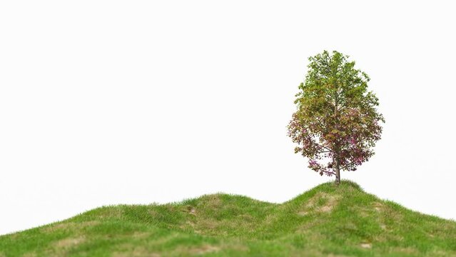 Single autumn tree animation footage in grass field isolated on white background, 3D illustrations rendering 