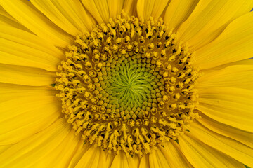close up of sunflower