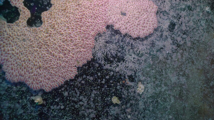Sea animals growing on window glass of cabin of ferry Salem Express shipwreck, Red sea, Safaga, Egypt © Andriy Nekrasov