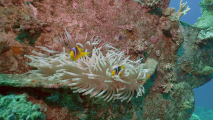 Pair of Red Sea Clownfish or Threebanded Anemonefish (Amphiprion bicinctus) swims near anemone settled on boat crane of ferry Salem Express shipwreck, Red sea, Safaga, Egypt