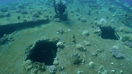 Scuba diver swim above board with windows overgrown with corals on ferry Salem Express shipwreck, Red sea, Safaga, Egypt © Andriy Nekrasov