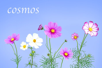 コスモス センセーションミックス　10月撮影