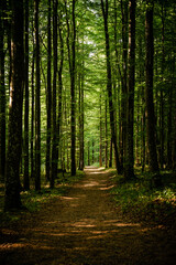 Wald, Bäume, Weg, Waldweg