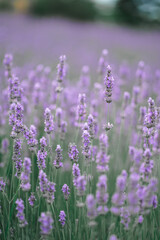 Fototapeta premium Beautiful lavander field on the sunset. Fragrant lavender flowers close up. French romance. Picturesque countryside in France