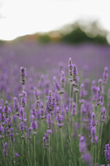 Beautiful lavander field on the sunset. Fragrant lavender flowers close up. French romance. Picturesque countryside in France