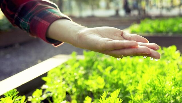Care Of New Life - Watering Young Plant 