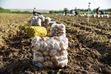 Potatoes Field workers are working in the background 