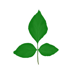 My leaf