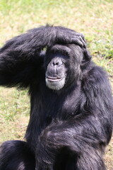 Chimpanzee