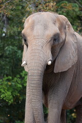 Fototapeta premium Elephant