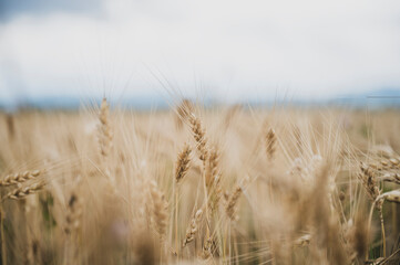 Closeup of golden ears of wheat growing in field