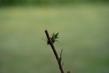 Naturfotografie - Pflanzen im Wald