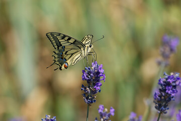 Old World Swallowtail or common yellow swallowtail (Papilio machaon) sitting on lavender in Zurich, Switzerland