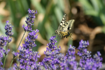 Old World Swallowtail or common yellow swallowtail (Papilio machaon) sitting on lavender in Zurich, Switzerland