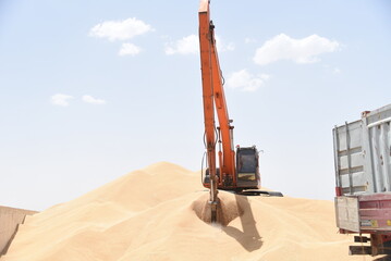 Digger machine loading wheat