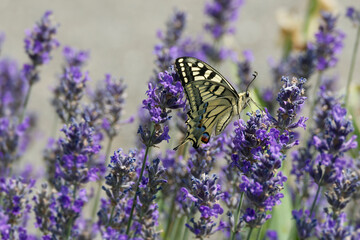 Old World Swallowtail or common yellow swallowtail (Papilio machaon) sitting on lavender in Zurich, Switzerland