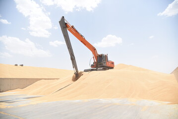 Digger machine loading wheat